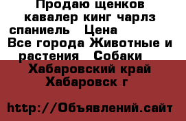 Продаю щенков кавалер кинг чарлз спаниель › Цена ­ 40 000 - Все города Животные и растения » Собаки   . Хабаровский край,Хабаровск г.
